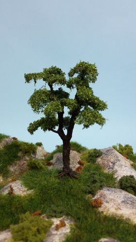 Acacia cm 10