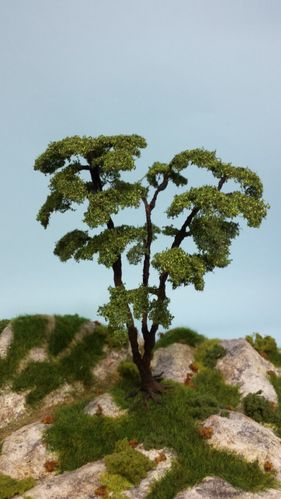 Acacia cm 18