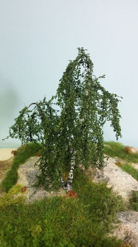 birch tree cm 10 (x1)