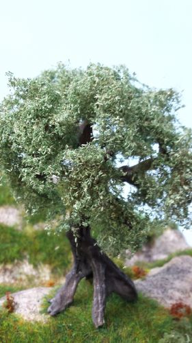 secular olive tree cm 12 (x1)