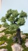 secular olive tree cm 18 (x1)