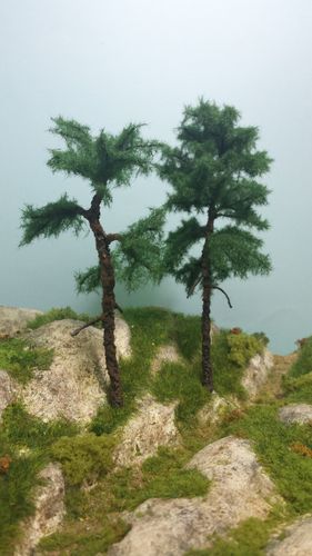 scots pine cm 12-14 cm (x2)