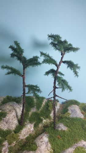scots pine cm 16-18 cm (x2)