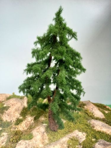 scots pine cm 22 cm