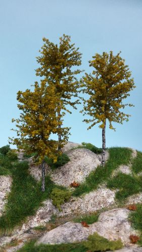 autumnal poplar tree 8-10-12 cm (x3)