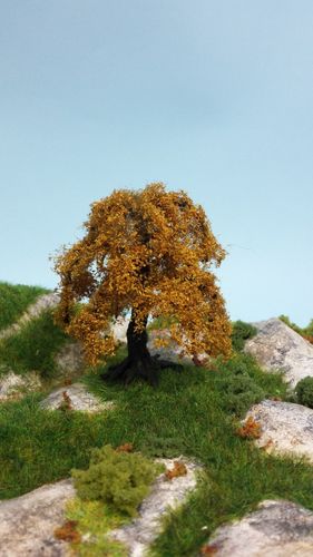 late autumn oak cm 10 (x1)