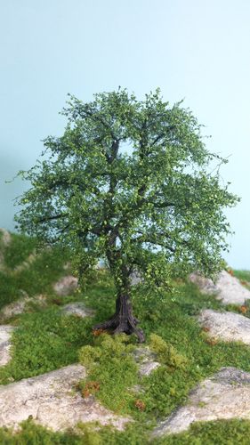oak cm 12