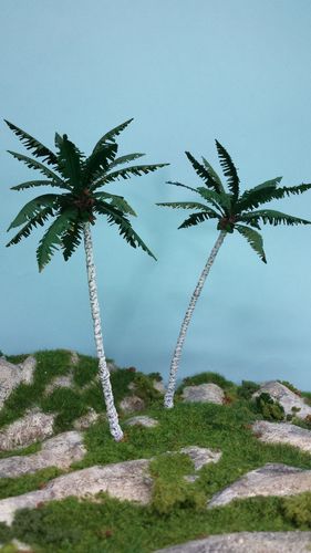 coconut tree cm 16-18 x2