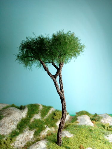 Stone pine 18 cm