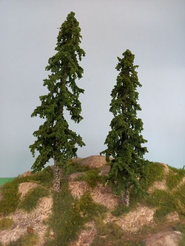 Alaska fir tree 16 - 18 x 2