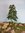 birch tree cm 20