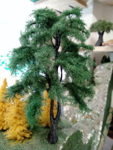 Cedar of Libano cm 18  (x1)