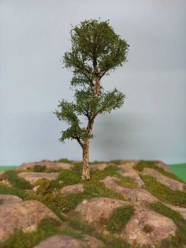 Blak european poplar tree cm 22