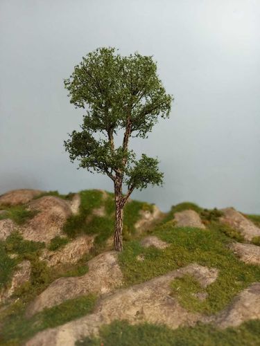 Blak european poplar tree cm 16
