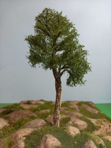 Blak european poplar tree cm 18