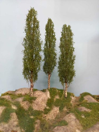 blak poplar tree cm 22 (X3)
